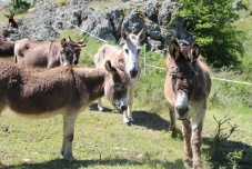 Donkey Valley: The donkey rescue center of the Vets in Action.